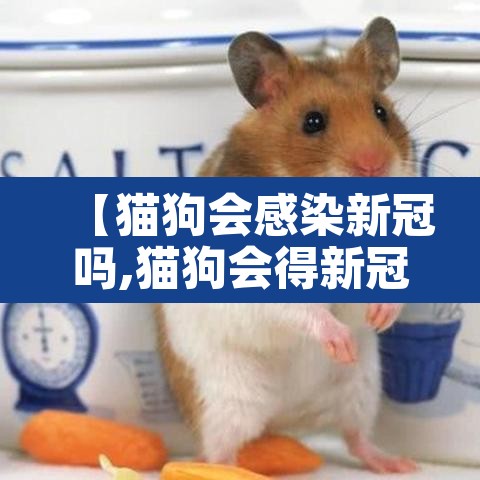 【猫狗会感染新冠吗,猫狗会得新冠么】