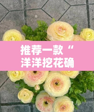 推荐一款“洋洋挖花确实有挂”其实确实有挂