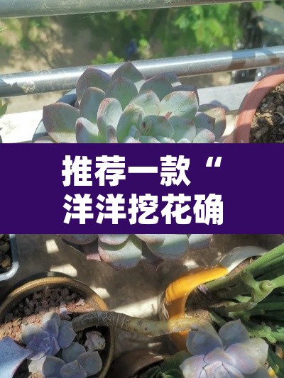 推荐一款“洋洋挖花确实有挂”其实确实有挂