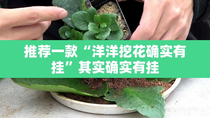 推荐一款“洋洋挖花确实有挂”其实确实有挂