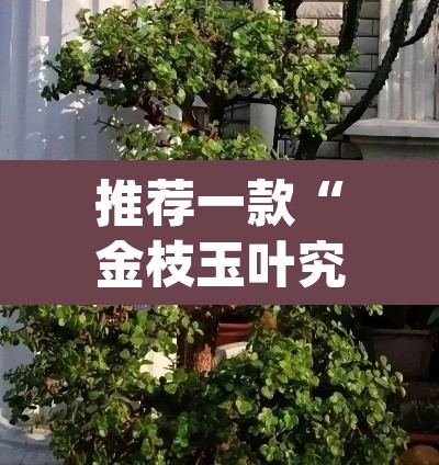 推荐一款“金枝玉叶究竟能不能开挂”(透视挂)辅助透视教程