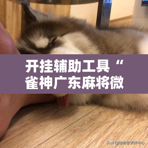 开挂辅助工具“雀神广东麻将微信挂	”附辅助神器开挂脚本详细步骤
