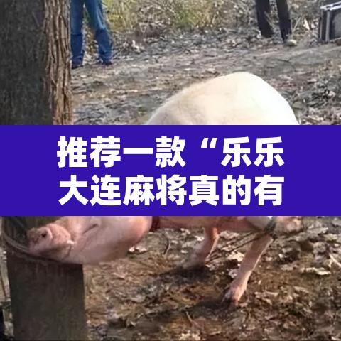 推荐一款“乐乐大连麻将真的有挂吗”其实确实有挂