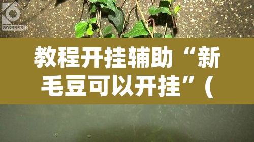 教程开挂辅助“新毛豆可以开挂”(透视)其实确实有挂
