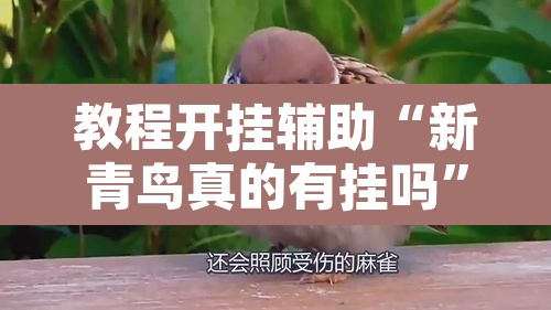 教程开挂辅助“新青鸟真的有挂吗	”其实确实有挂