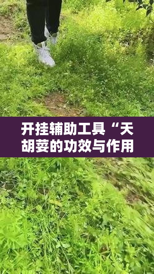 开挂辅助工具“天胡荽的功效与作用”(透视挂)辅助透视教程