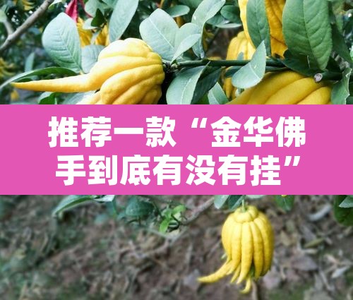 推荐一款“金华佛手到底有没有挂”其实确实有挂