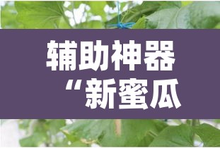 辅助神器“新蜜瓜大厅有挂吗可以开挂吗”其实确实有挂