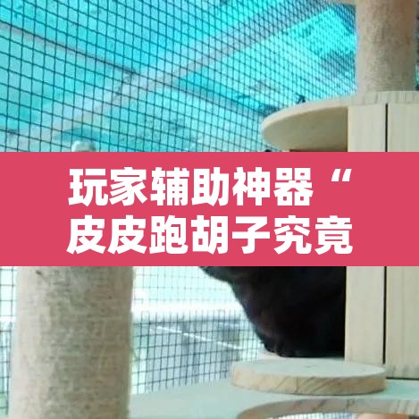 玩家辅助神器“皮皮跑胡子究竟有没有挂”其实确实有挂