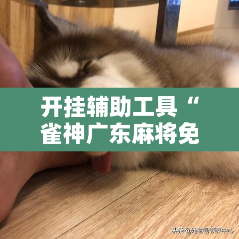 开挂辅助工具“雀神广东麻将免费开挂器下载”其实确实有挂