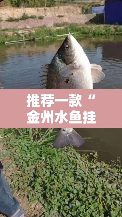 推荐一款“金州水鱼挂怎么卖”其实确实有挂