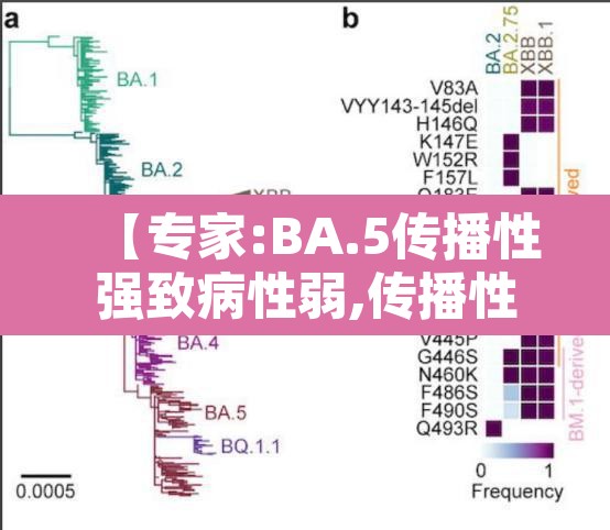 【专家:BA.5传播性强致病性弱,传播性强什么意思】 【专家:BA.5传播性强致病性弱,传播性强什么意思】