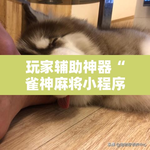 玩家辅助神器“雀神麻将小程序开挂器	”附辅助神器开挂脚本详细步骤