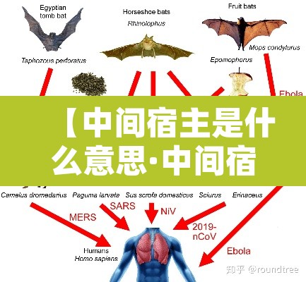 【中间宿主是什么意思·中间宿主是指】 【中间宿主是什么意思·中间宿主是指】