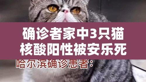 确诊者家中3只猫核酸阳性被安乐死:宠物猫核酸阳性 确诊者家中3只猫核酸阳性被安乐死:宠物猫核酸阳性