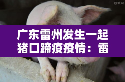 广东雷州发生一起猪口蹄疫疫情:雷州市今天猪价 广东雷州发生一起猪口蹄疫疫情:雷州市今天猪价