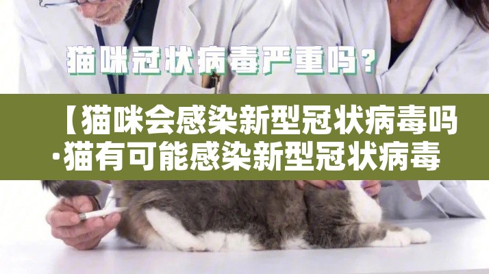 【猫咪会感染新型冠状病毒吗·猫有可能感染新型冠状病毒吗】