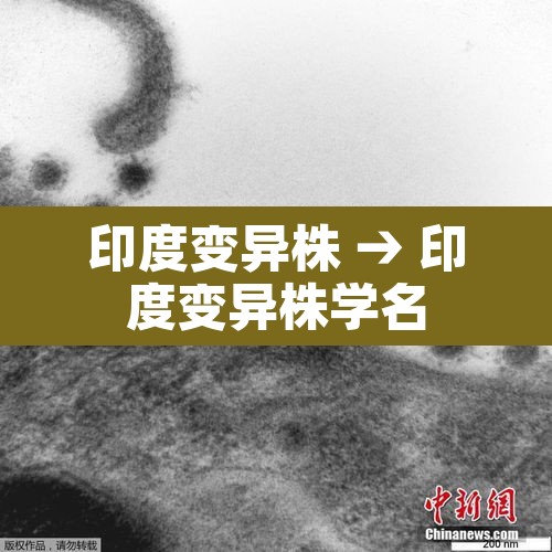 印度变异株 → 印度变异株学名 印度变异株 → 印度变异株学名