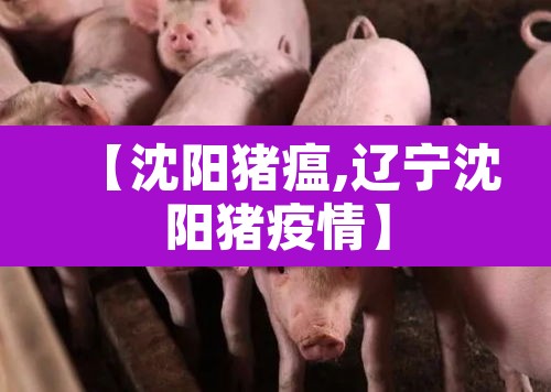 【沈阳猪瘟,辽宁沈阳猪疫情】