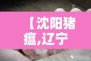 【沈阳猪瘟,辽宁沈阳猪疫情】